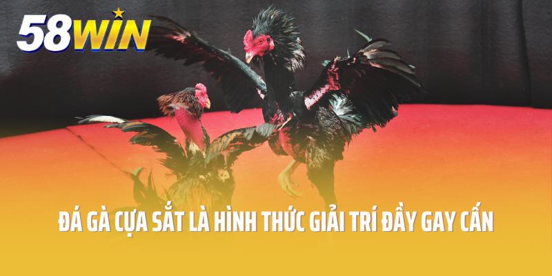 Đá gà cựa sắt là hình thức giải trí đầy gay cấn