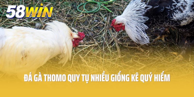 Đá gà thomo quy tụ nhiều giống kê quý hiếm