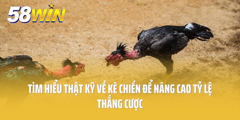 Tìm hiểu thật kỹ về kê chiến để nâng cao tỷ lệ thắng cược